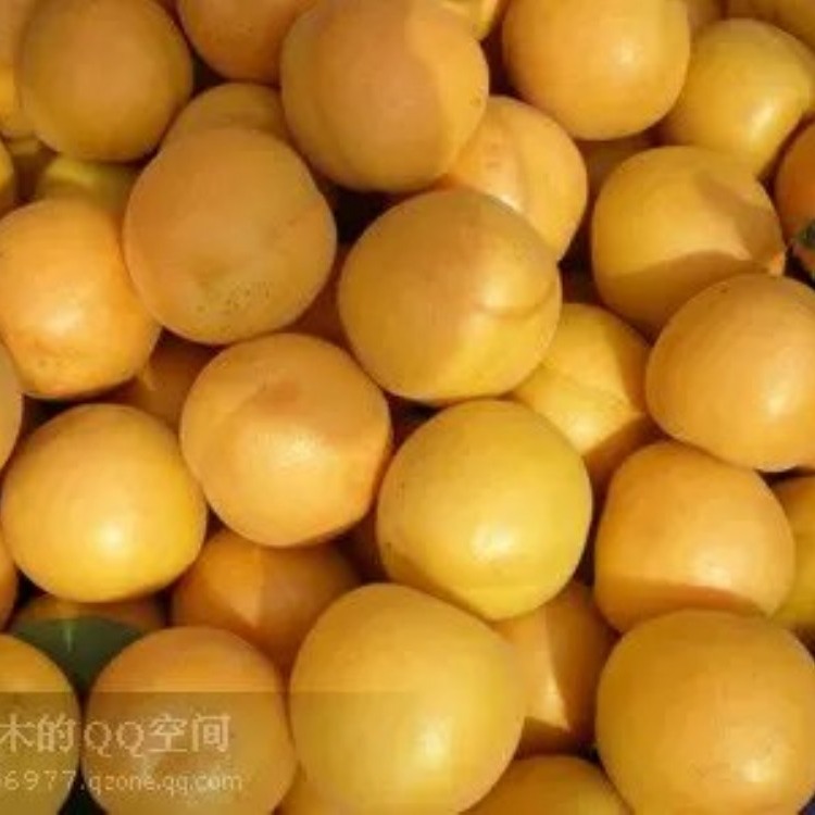 荷兰香杏苗，香蜜杏，山东果树苗批发