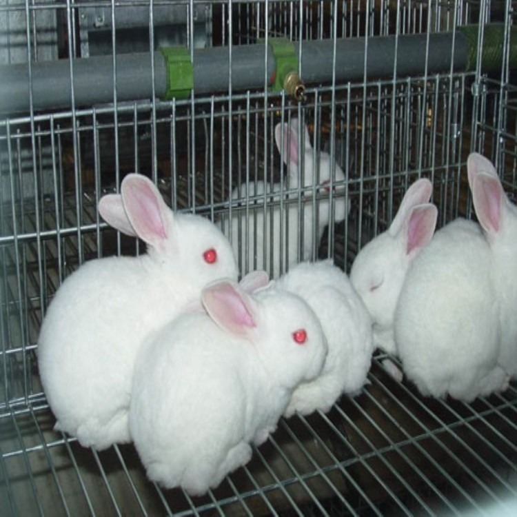 兔舍的建造与养兔设备免费设计兔舍建设肉兔种兔价格山东隆旺兔业