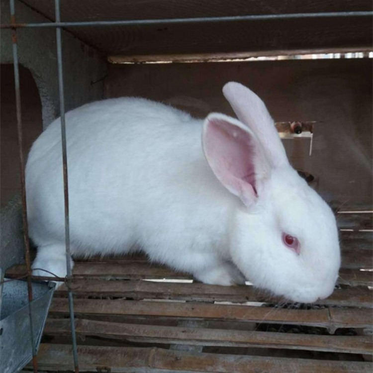 肉兔价格 大型肉兔苗价格 肉兔养殖技术散养兔子技术