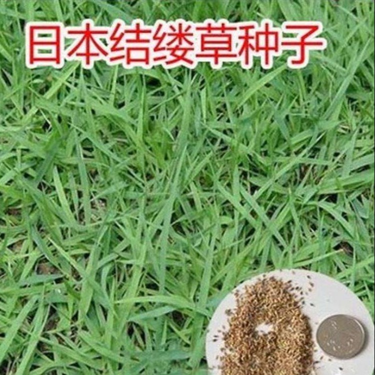 常年批发结缕草种子 日本结缕草种子价格 专注草坪绿化 矮生草坪
