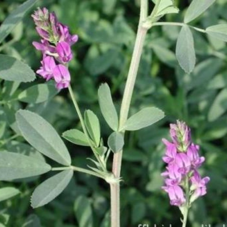 批发紫花苜蓿种子 紫花苜蓿种子价格 绿肥种子