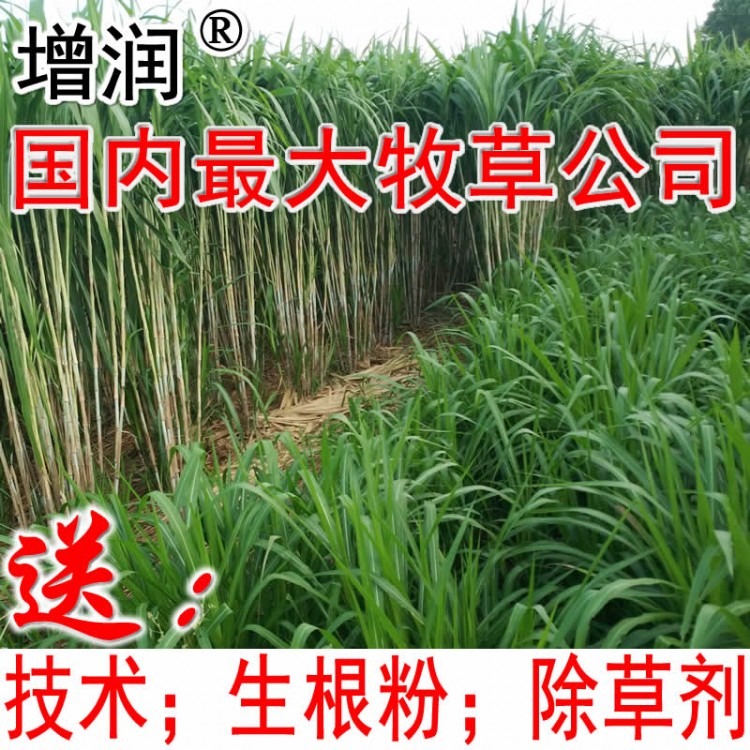 增润台湾甜象草种节 甜象草种子种苗包邮 养殖多年生牧草种子