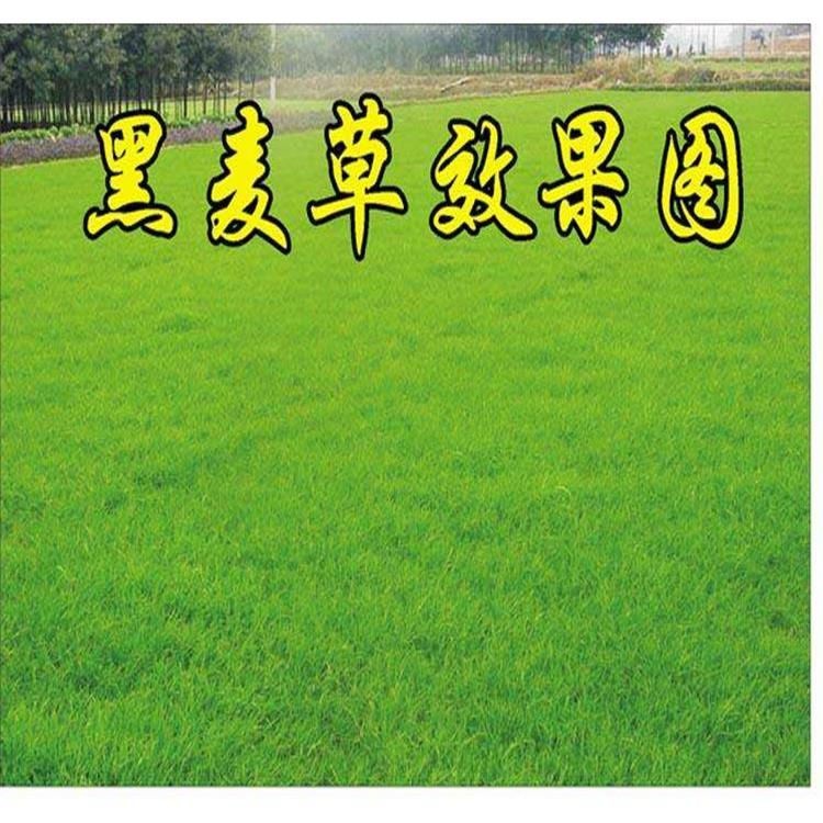 四季常青庭院护坡 狗牙根种子基地 固堤保土护坡