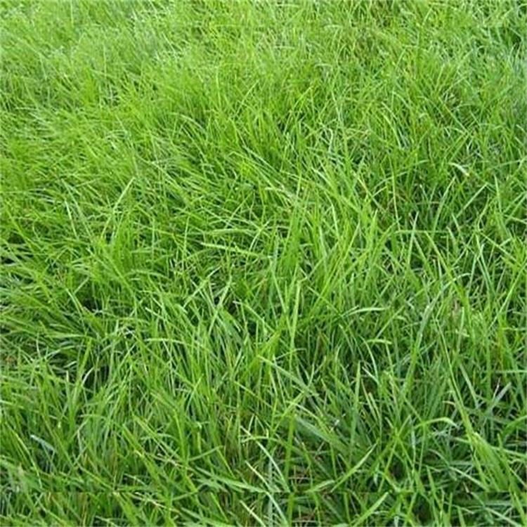 四季常青庭院护坡 高羊茅草坪种子成活率高 苗木培育供应