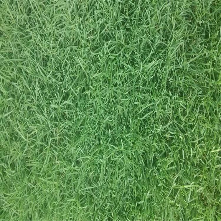 四季常青庭院护坡 马棘种子发芽率高 山体覆绿
