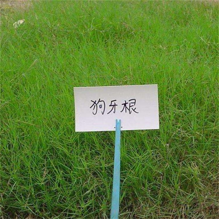 运动场庭院工程 绿化草坪种子提供指导 固堤保土护坡