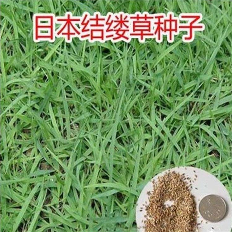 草坪草籽苗木培育供应  狗牙根种子