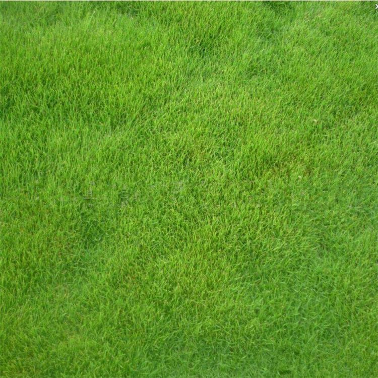 运动场庭院工程 绿化草坪护坡草籽发芽率高 山体覆绿