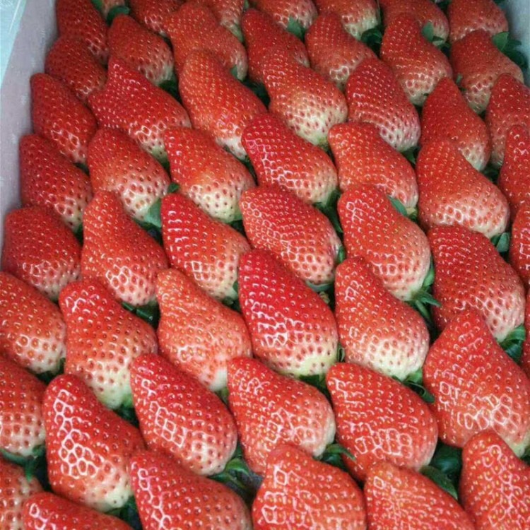 圣诞红草莓苗价格 圣诞红草莓苗批发