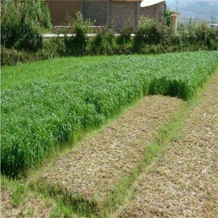 紫羊茅种子大量供应  巴根草