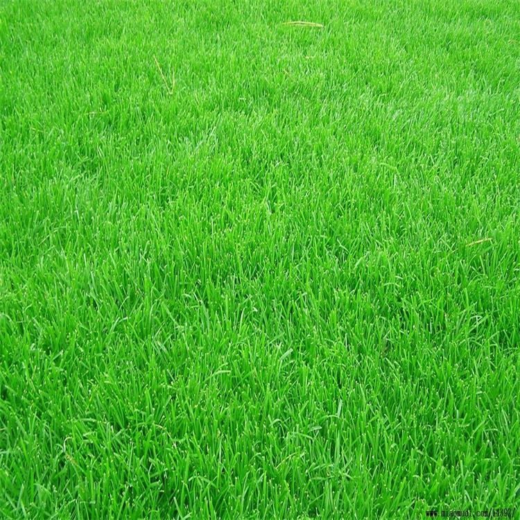 耐寒耐旱易种易管理 绿化草坪护坡草籽出苗率高 山体覆绿