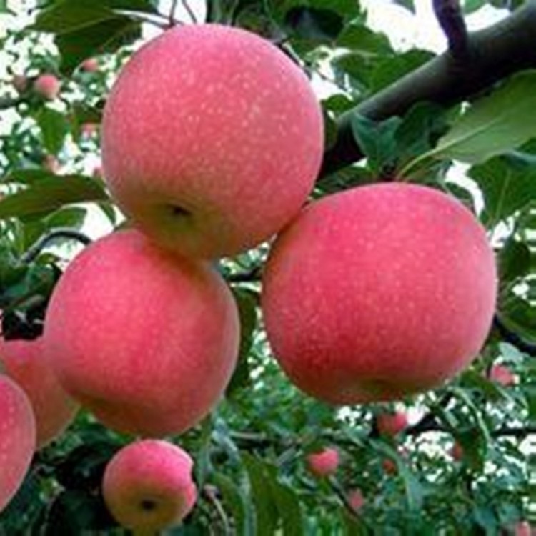 苹果树苗基地 批发华玉苹果树苗 苹果树苗价格 基地直销