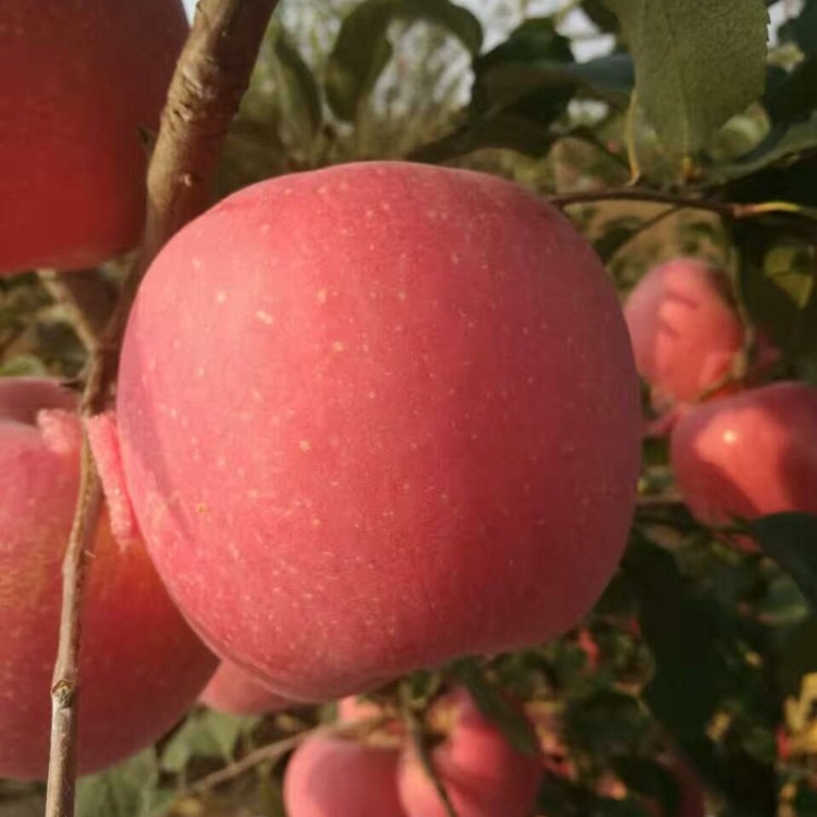 苹果树苗供应商 蜜脆苹果树苗供货价 蜜脆苹果树苗培育中心