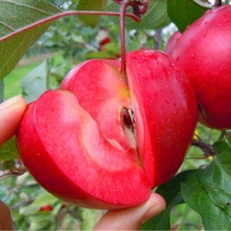 苹果树苗基地 批发红肉苹果树苗 苹果树苗价格 基地直销