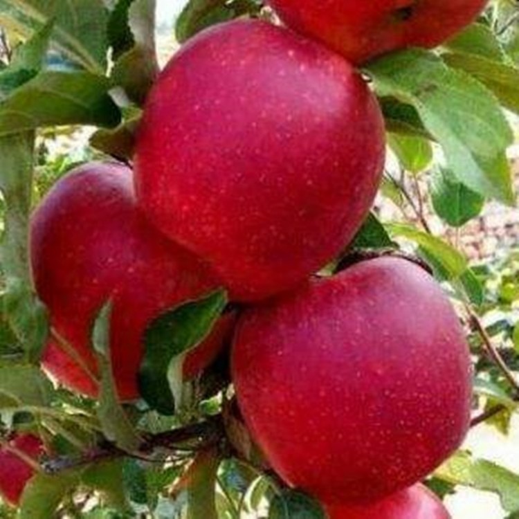 苹果树苗基地 批发美八苹果树苗 苹果树苗价格 基地直销