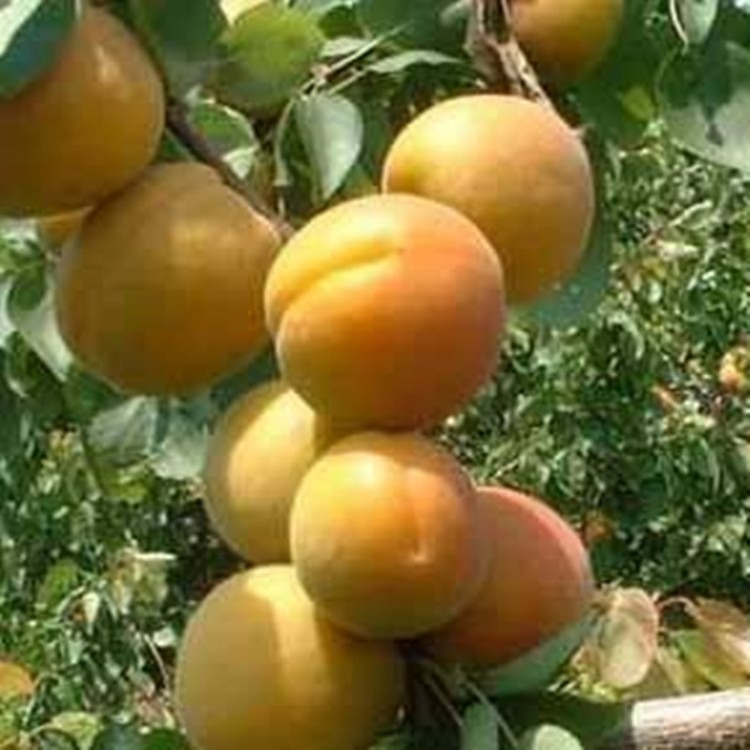 杏树苗基地 批发销售凯特杏树苗 杏树苗什么时间种植好