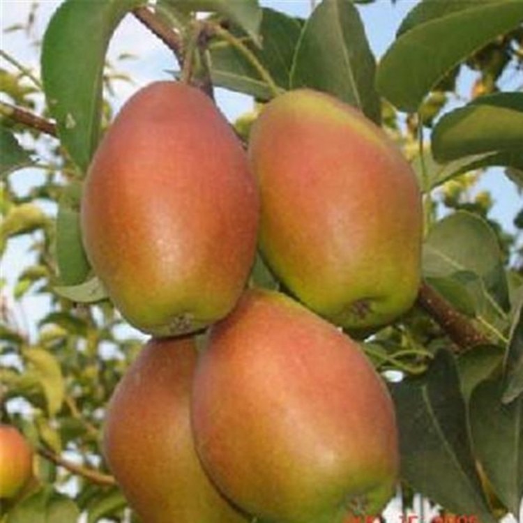 山东梨树苗供应 红香酥梨树苗基地 品种嫁接梨树成苗  梨树苗品种大全