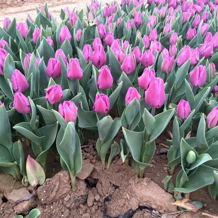 郁金香种苗  郁金香花卉水培套装