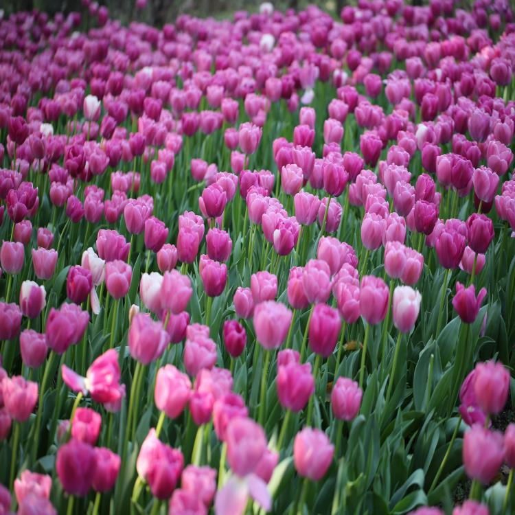 郁金香种苗  郁金香花卉水培套装