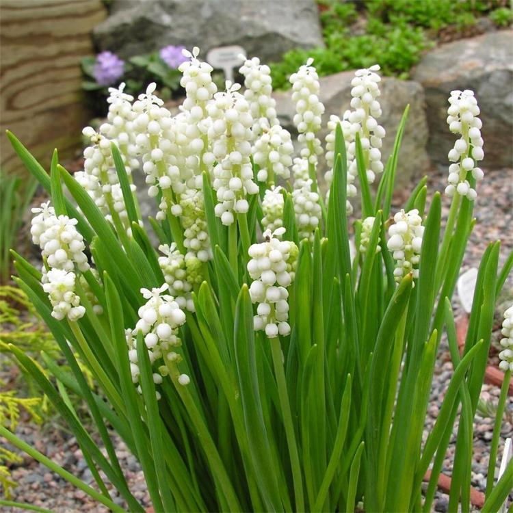 风信子种球套装  风信子花海打造