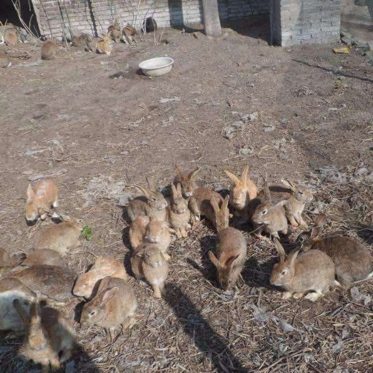  改良肉兔养殖隆旺 兔苗养殖  出售种公兔 包成活包运输  