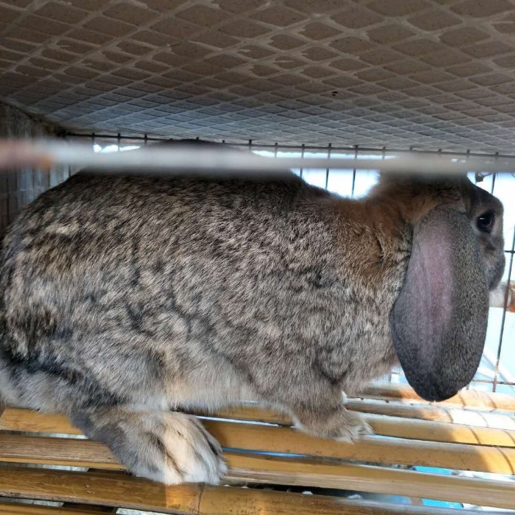  隆旺 兔苗养殖出售批发肉兔种苗 包邮  