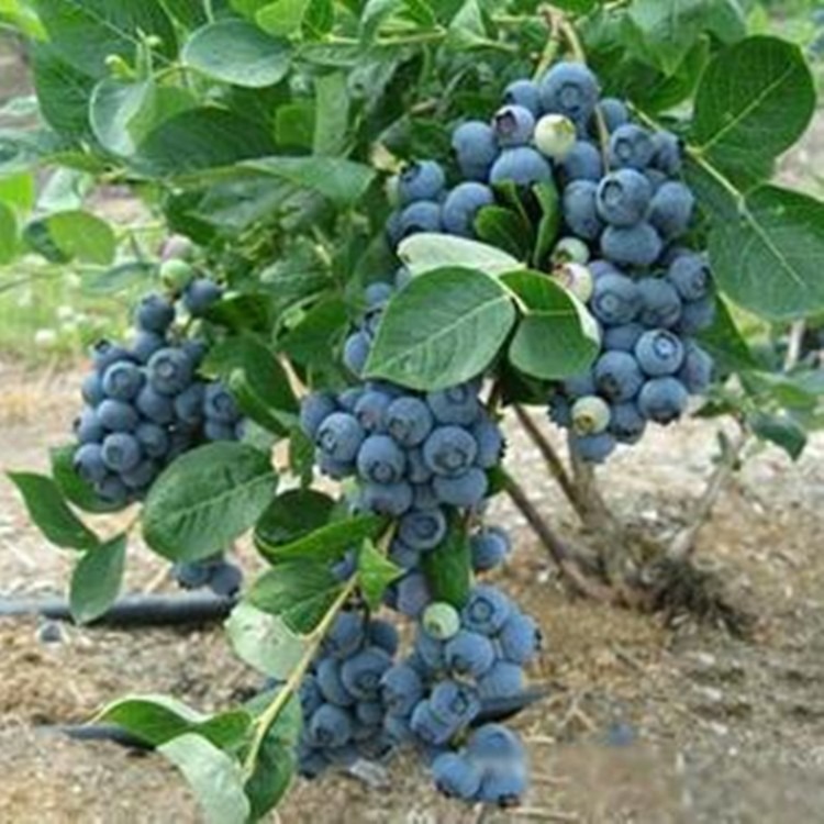 蓝莓苗供应商 薄雾蓝莓苗品种培育 薄雾蓝莓苗批发价 蓝莓苗现货供应