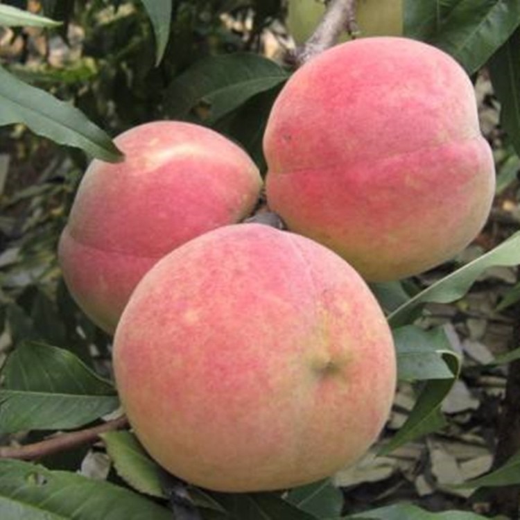 泰安桃树苗出售 桃树苗嫁接品种  新川中岛桃树苗 品种桃苗
