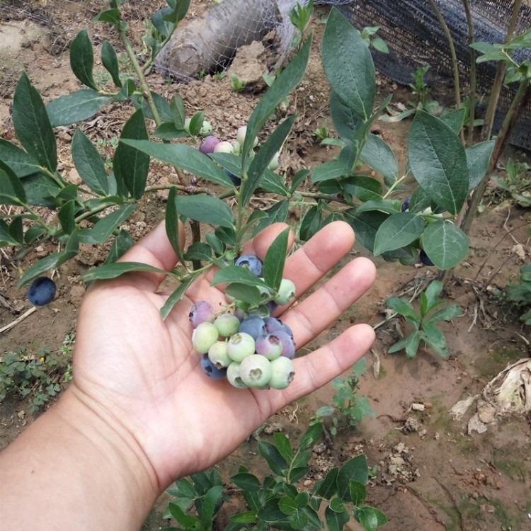 蓝莓苗品种销售 莱克西蓝莓苗嫁接 莱克西蓝莓苗新品种价格 蓝莓苗出售