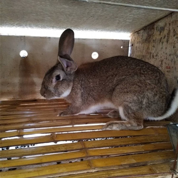 隆旺  比利时兔苗价格出售 哪里有养殖比利时兔的 比利时兔养殖场