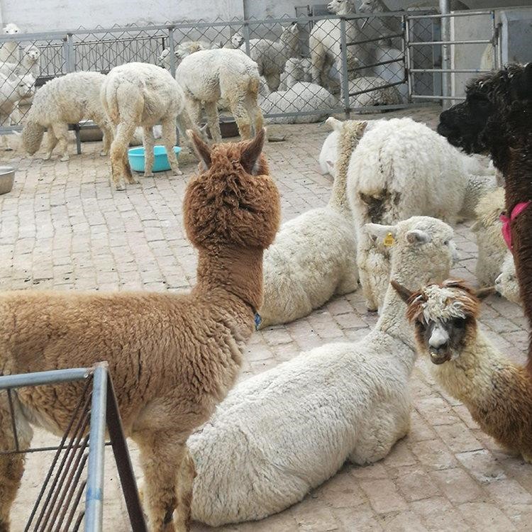 观赏羊驼活体出售 羊驼养殖基地 隆泰现货供应