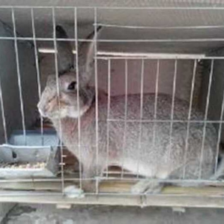 比利时兔出售 抗病力强 隆旺 肉兔繁育基地
