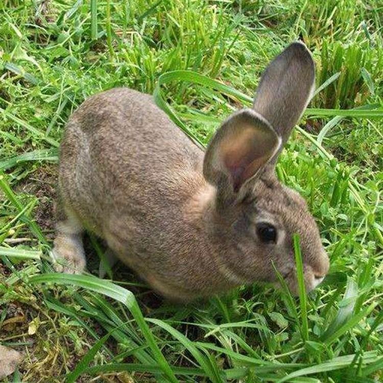 纯种批发比利时兔 销售价格 隆旺 养殖比利时兔