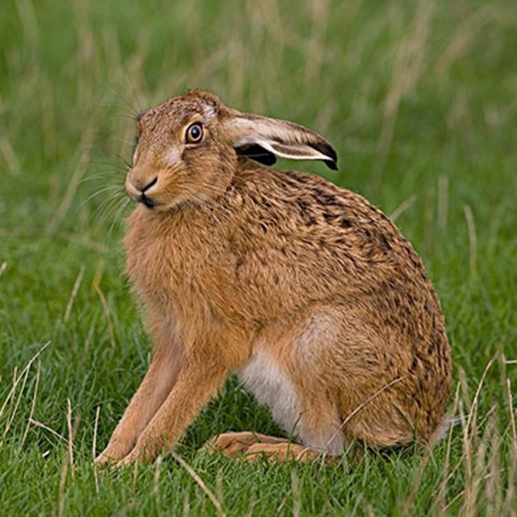 比利时杂交比利时兔 活体批发 隆旺 种兔苗活体