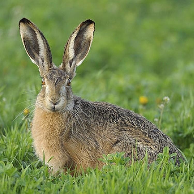 圈养比利时兔 大量批发 隆旺 中型兔苗