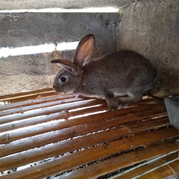 比利时兔的价格行情 适应性广 隆旺 伊拉比利时兔