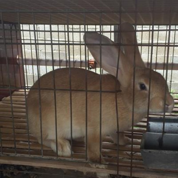 诚信经营兔苗 基地出售 隆旺 兔子的养殖技术