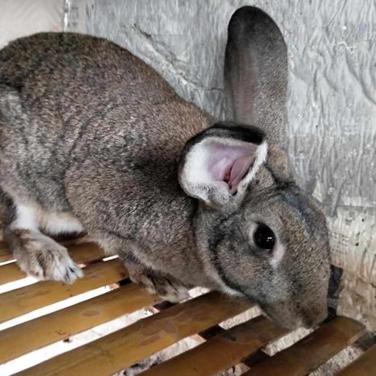 厂家直销兔苗 抗病力强 隆旺 比利时兔苗