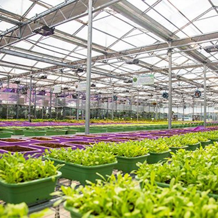 厂家建源温室搭建 蔬菜大棚 温室大棚 测量安装质量保证