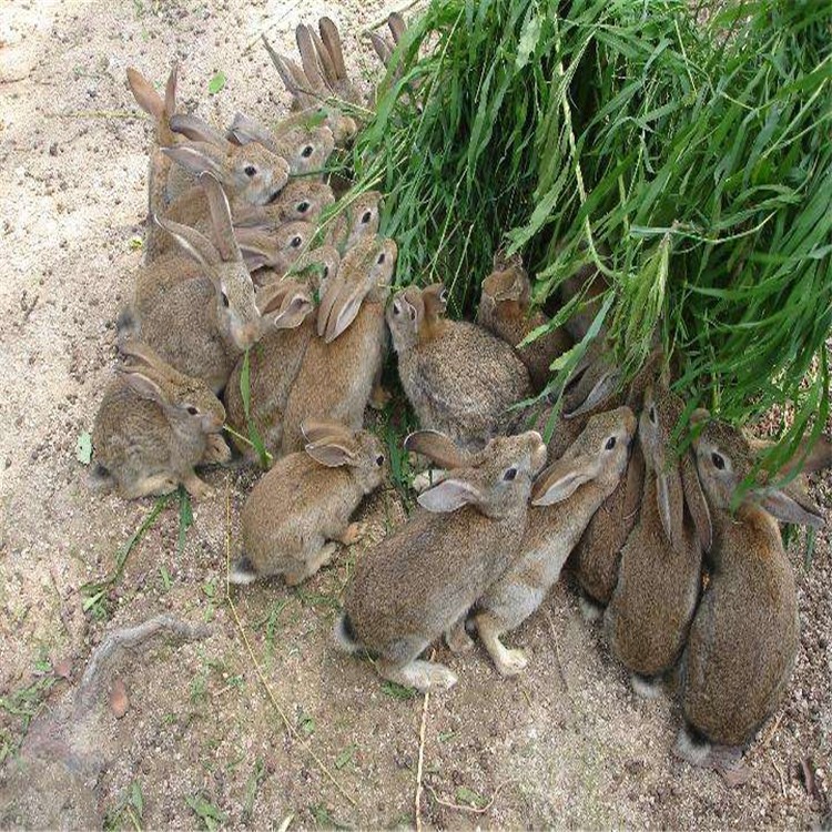 厂家供应纯种比利时兔 比利时兔价格 比利时兔养殖场
