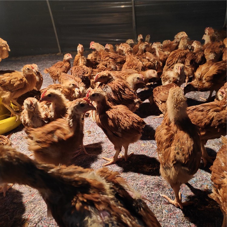 红玉鸡养殖场 脱温三黄鸡苗批发 九斤黄鸡苗出售 隆航 五黑鸡苗价格