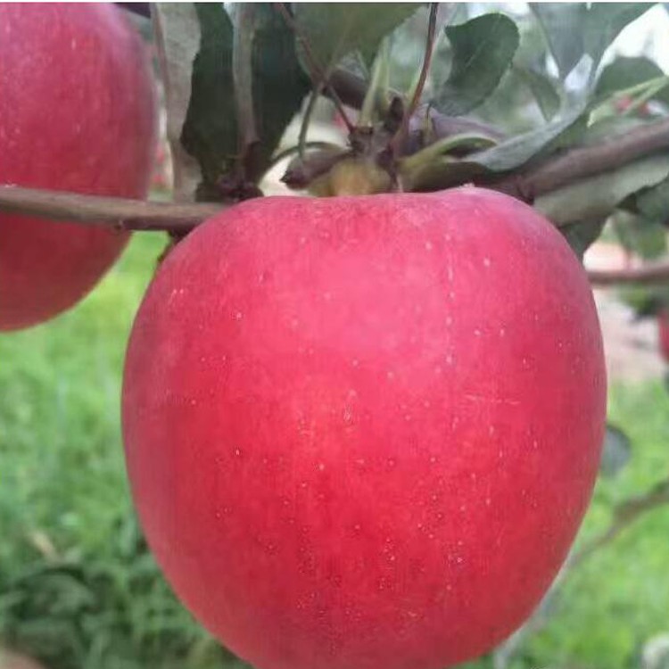 贵州苹果苗价格 烟富3苹果苗市场报价 四川华硕苹果苗苗批发报价