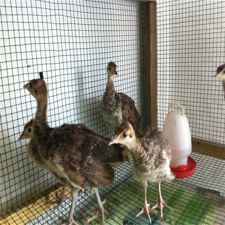 厂家直销特种养殖珍禽动物 白孔雀批发孔雀养殖基地