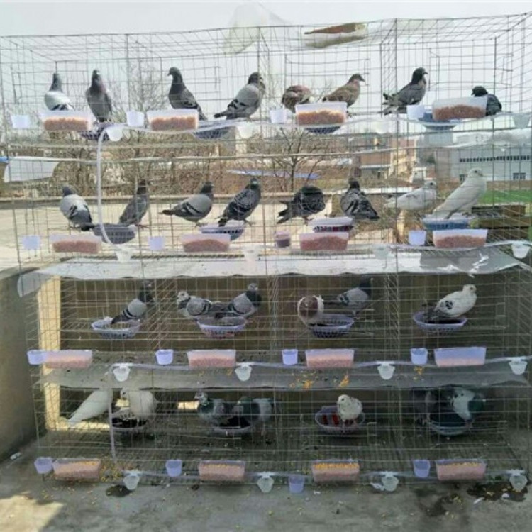 厂家出售三层鸽笼12位鸽笼养殖场用
