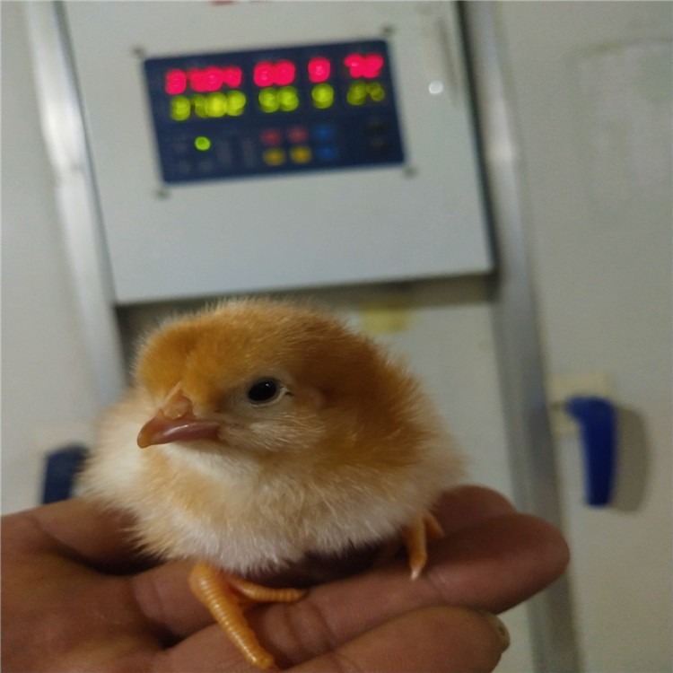 出壳红玉鸡苗批发 隆航养殖 红玉鸡价格 纯种红玉鸡鸡苗
