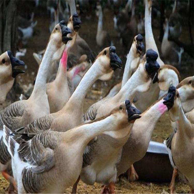 常年出售脱温鹅苗养殖基地 山东大型生态鹅苗孵化基地狮头鹅批发