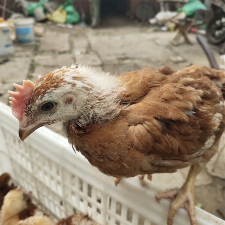 出壳九斤红玉鸡苗价格 纯种红玉鸡 隆航养殖 绿壳蛋鸡苗