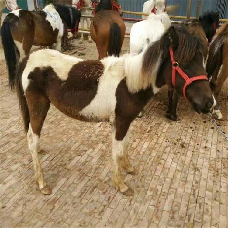长期供应 中国矮马 矮马品种景区矮马