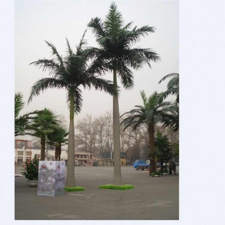 广州圣杰仿真大王椰，仿真椰子树，假树造景，厂家直销