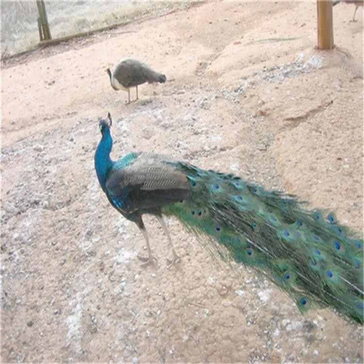 养殖技术指导 孔雀基地 孔雀苗活体 成年蓝孔雀